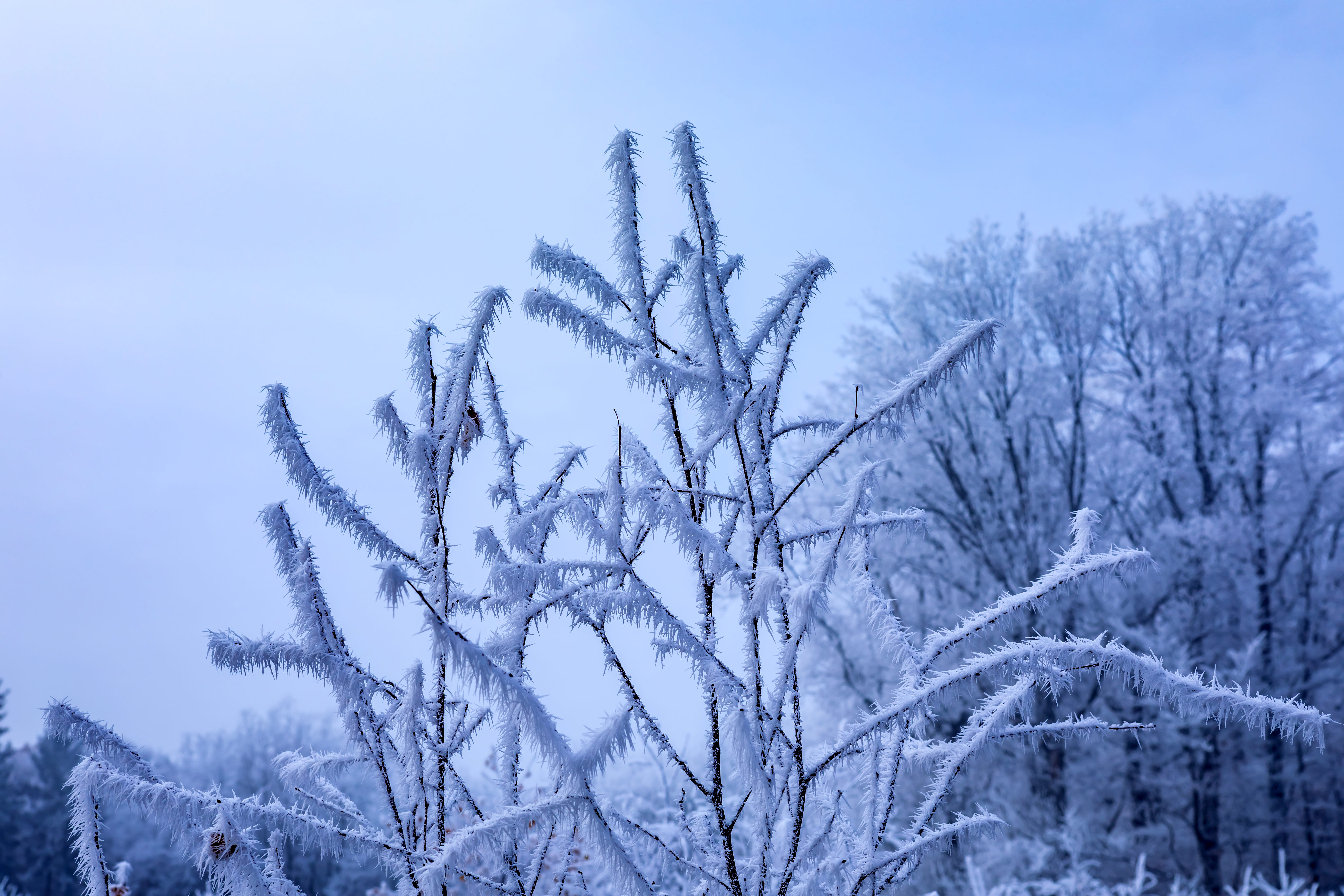 closeup-shot-rosehip-branches-covered-by-frost (1).jpg